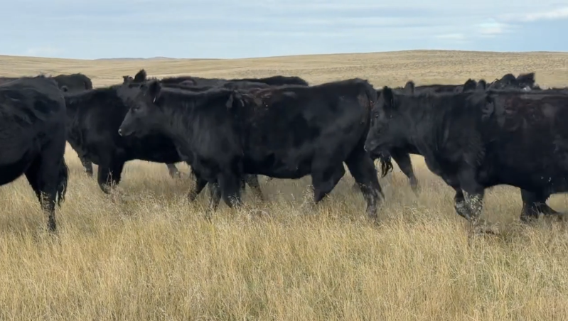 Home Raised – April, May calvers – Ranch ready!- BH1031C5